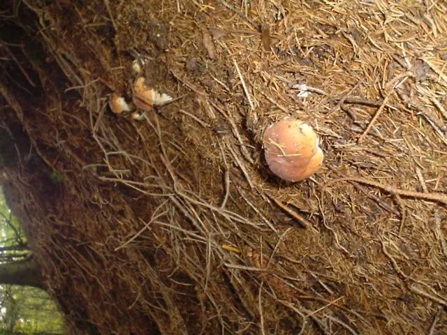 Eden Ξενοδοχείο *